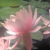 เดินสวยงามสีฟ้าปี69