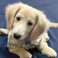 姊妹花🐶團購群