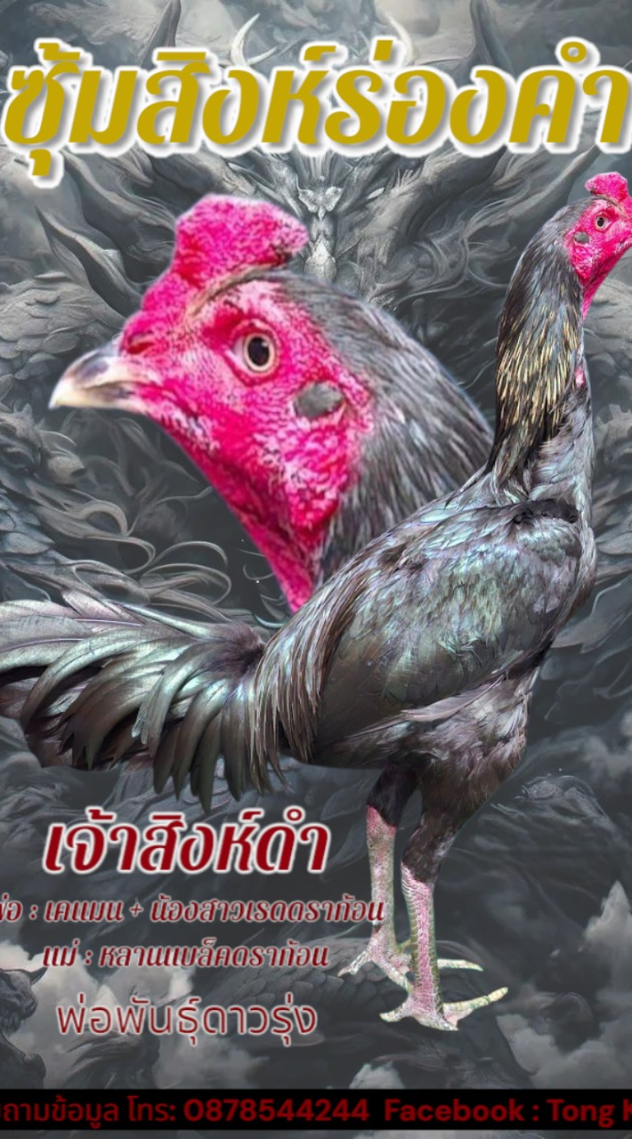 ซุ้มสิงห์ร่องคำ พม่าเบอร์แข้ง สายเลือดมังกร