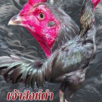 ซุ้มสิงห์ร่องคำ พม่าเบอร์แข้ง สายเลือดมังกร
