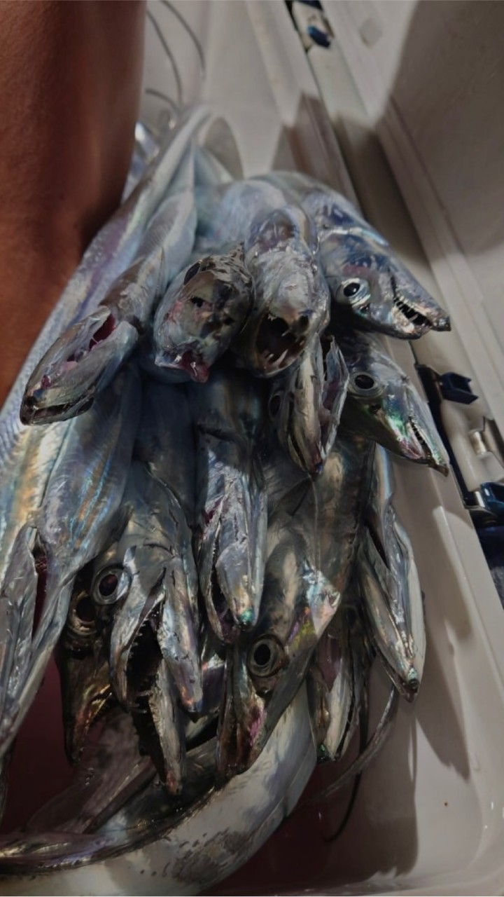 鹿児島釣り友募集 オフショア