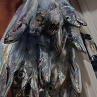 鹿児島釣り友募集 オフショア