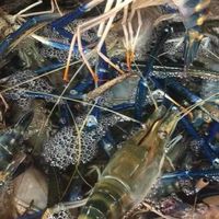 活泰國蝦。三峽鶯歌、柑園樹林土城