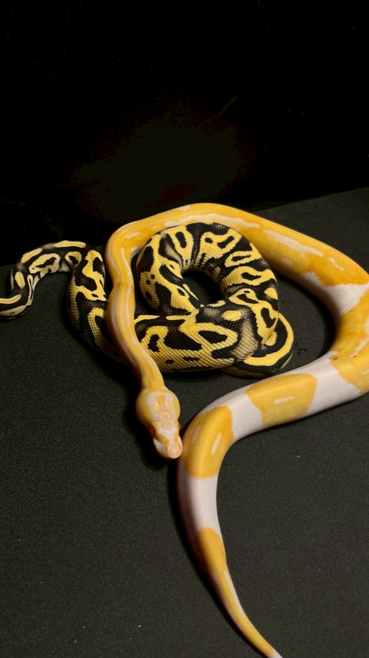 各式特寵及二手器材交流平台