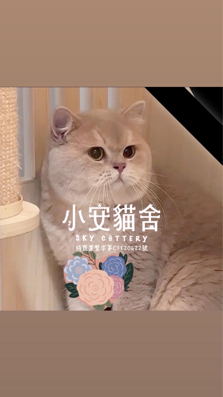 小安貓舍☁️英短漸層色重點培育專家🐱｜Sky cattery