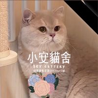 小安貓舍☁️英短漸層色重點培育專家🐱｜Sky cattery