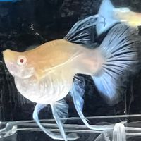 蓁欣魚悅