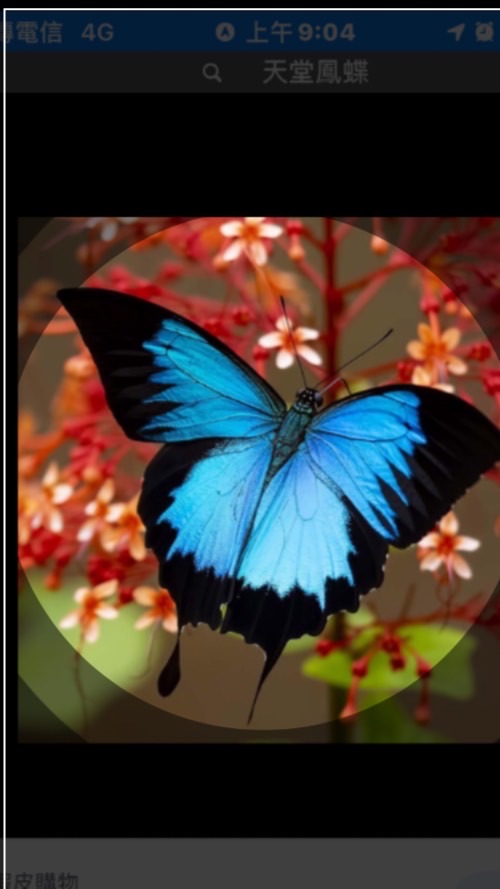 🌿蝴蝶幫幫忙🦋