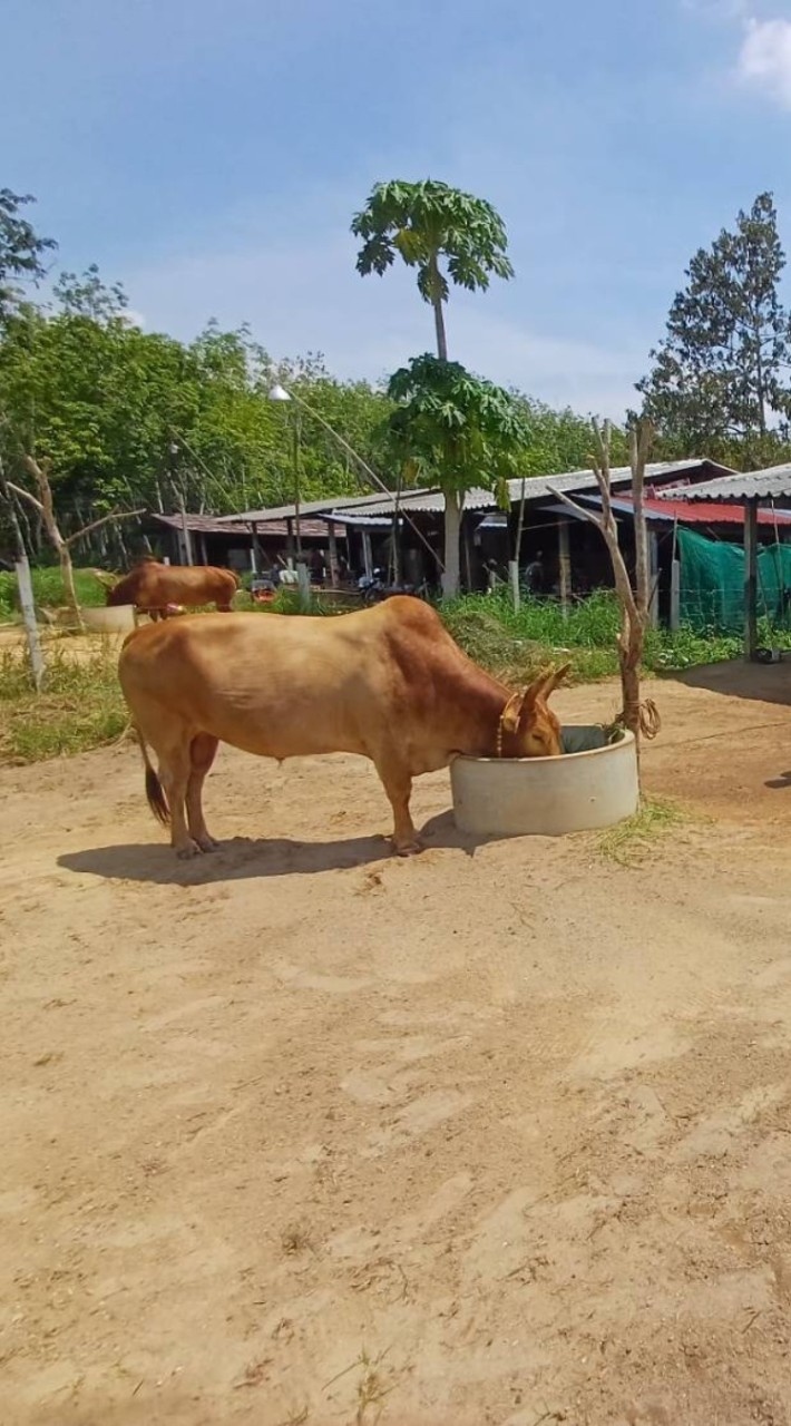 🐂นักสู้รั้วไม้🐂