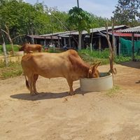 🐂นักสู้รั้วไม้🐂
