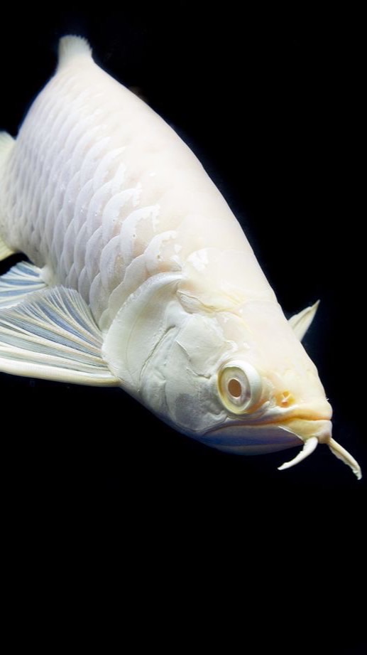 東方魚樂水族