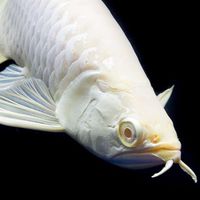 東方魚樂水族