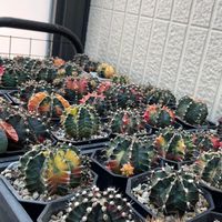 CactusLoverTW