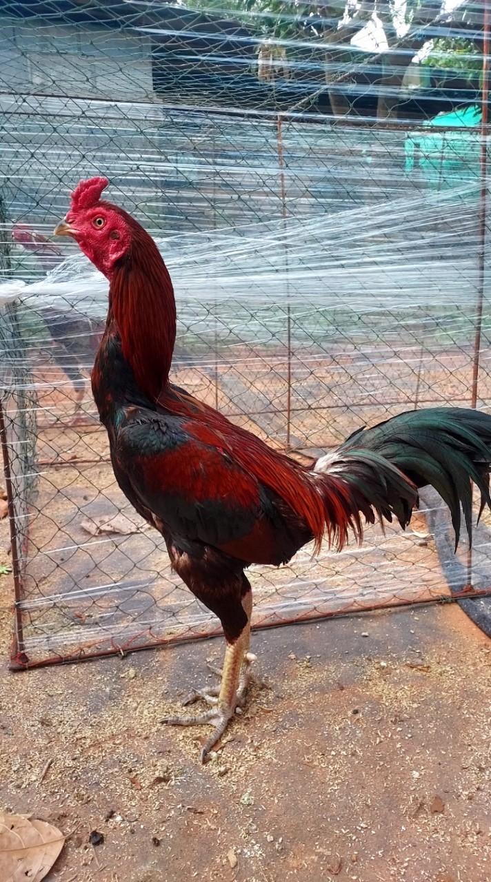 วงในไก่ชน