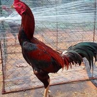 วงในไก่ชน