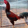 วงในไก่ชน