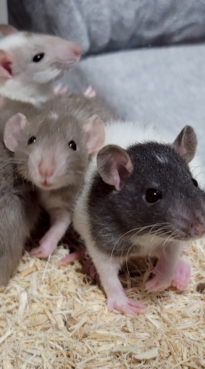 ラットの飼い方相談場 愛好家も歓迎