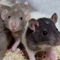 ラットの飼い方相談場 愛好家も歓迎