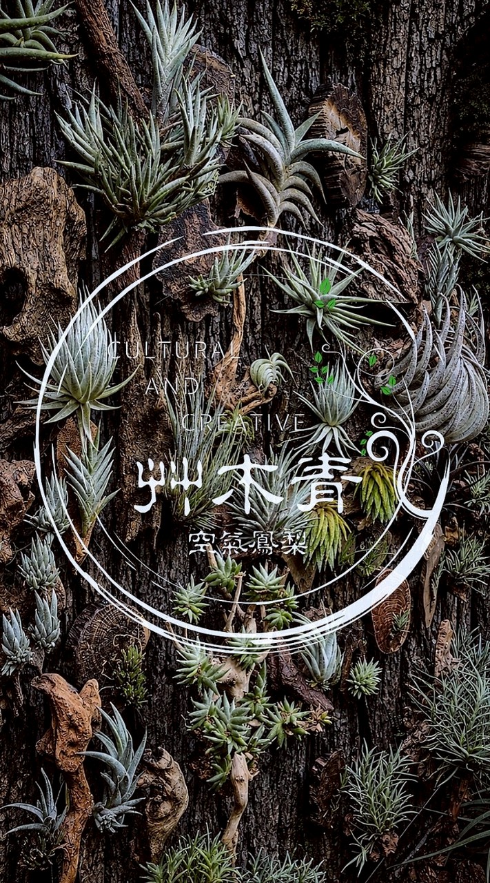🌱艸木青・空氣鳳梨 Grass Wood Tillandsia 🌿