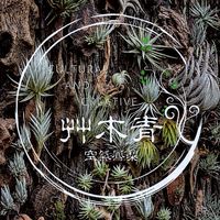 🌱艸木青・空氣鳳梨 Grass Wood Tillandsia 🌿