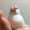 仁徳文鳥商会