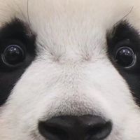愛寶樂園🐼韓國代購🇰🇷各國代購🌍