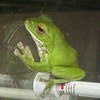 雑談&生き物好きが集まるオプ