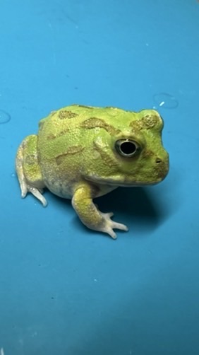 雑談&生き物好きが集まるオプ