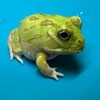 雑談&生き物好きが集まるオプ