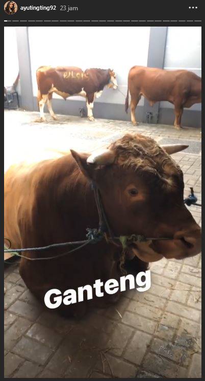 88 Gambar Hewan Kurban Gokil Gratis Terbaru