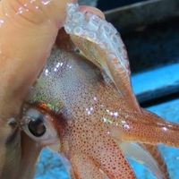 從漁到人｜八斗子食魚・共學・共好生活