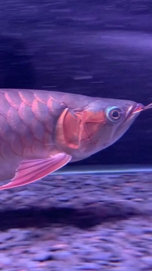 水龍頭觀賞魚專賣