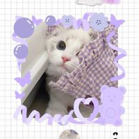 ทาสน้อนแมว 🐱