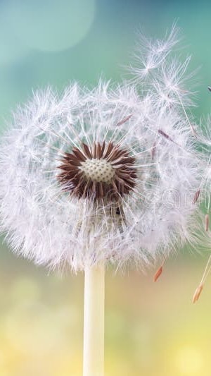 日本生命之道团契 ✝️爱的籽粒