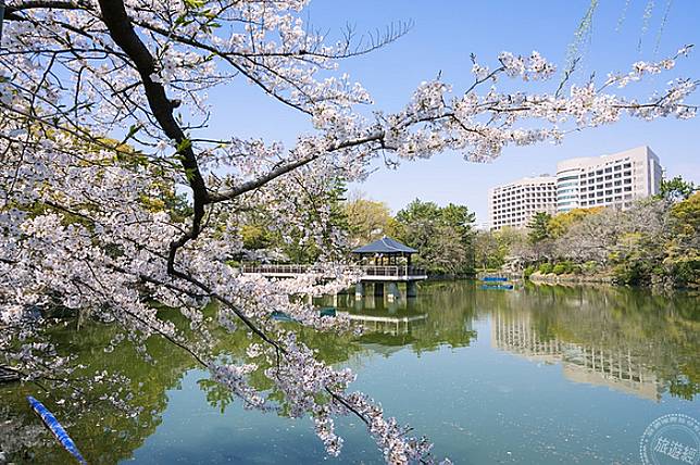 日本中部賞櫻精選日夜 櫻姿 美景 旅遊經 Line Today