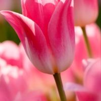 大人40代〜🌻優しさに包まれた🌸癒しの☕️🍰雑談部屋🌻ライブトーク🎶