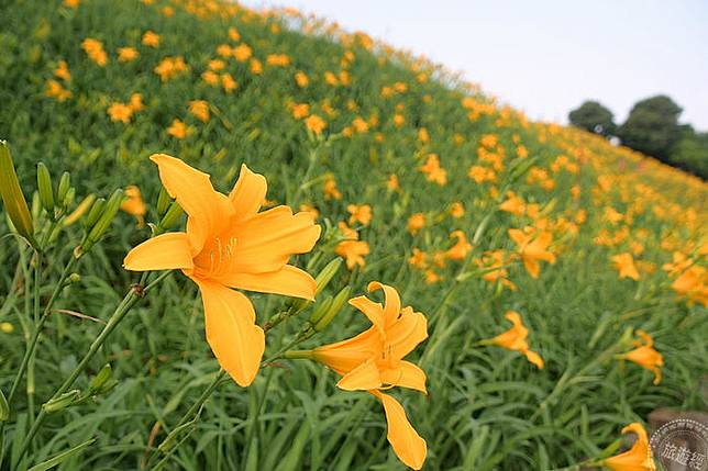 彰化花壇花現 金針花海 展數大之美 旅遊經 Line Today