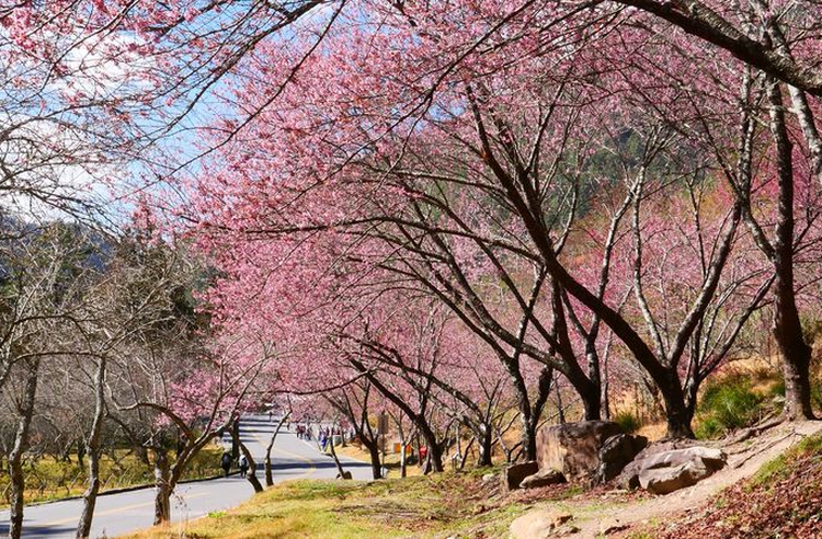 台灣櫻花季 7大賞櫻景點推薦陽明山花季 九族櫻花季 武陵農場 Line旅遊