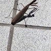 我らは虫探検隊！！！【少人数限定】