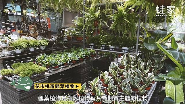 超簡單植栽佈置術 介紹8 款室內觀葉植物 搭配質感雜貨佈置成波西米亞風 設計家 Line Today