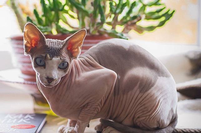 12 Jenis Kucing Favorit, Sering Jadi Hewan Peliharaan 