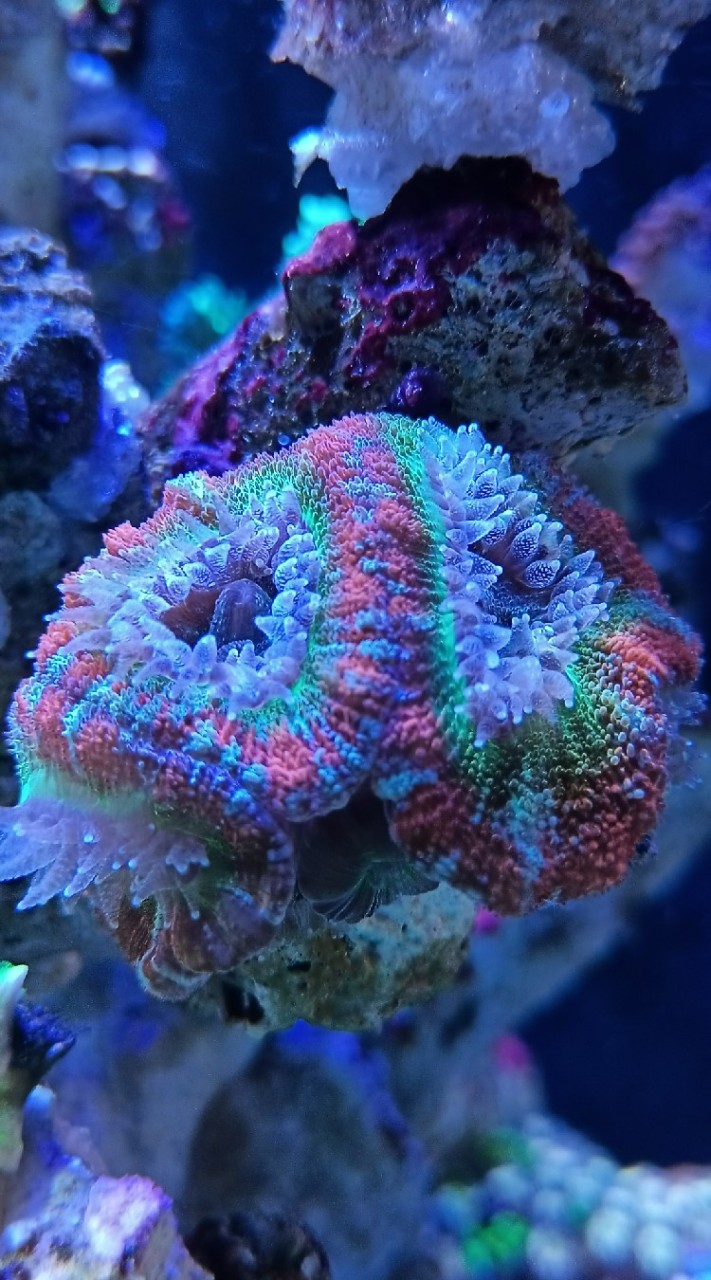 LoveFishShop Reef