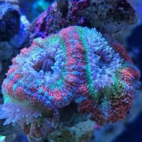LoveFishShop Reef