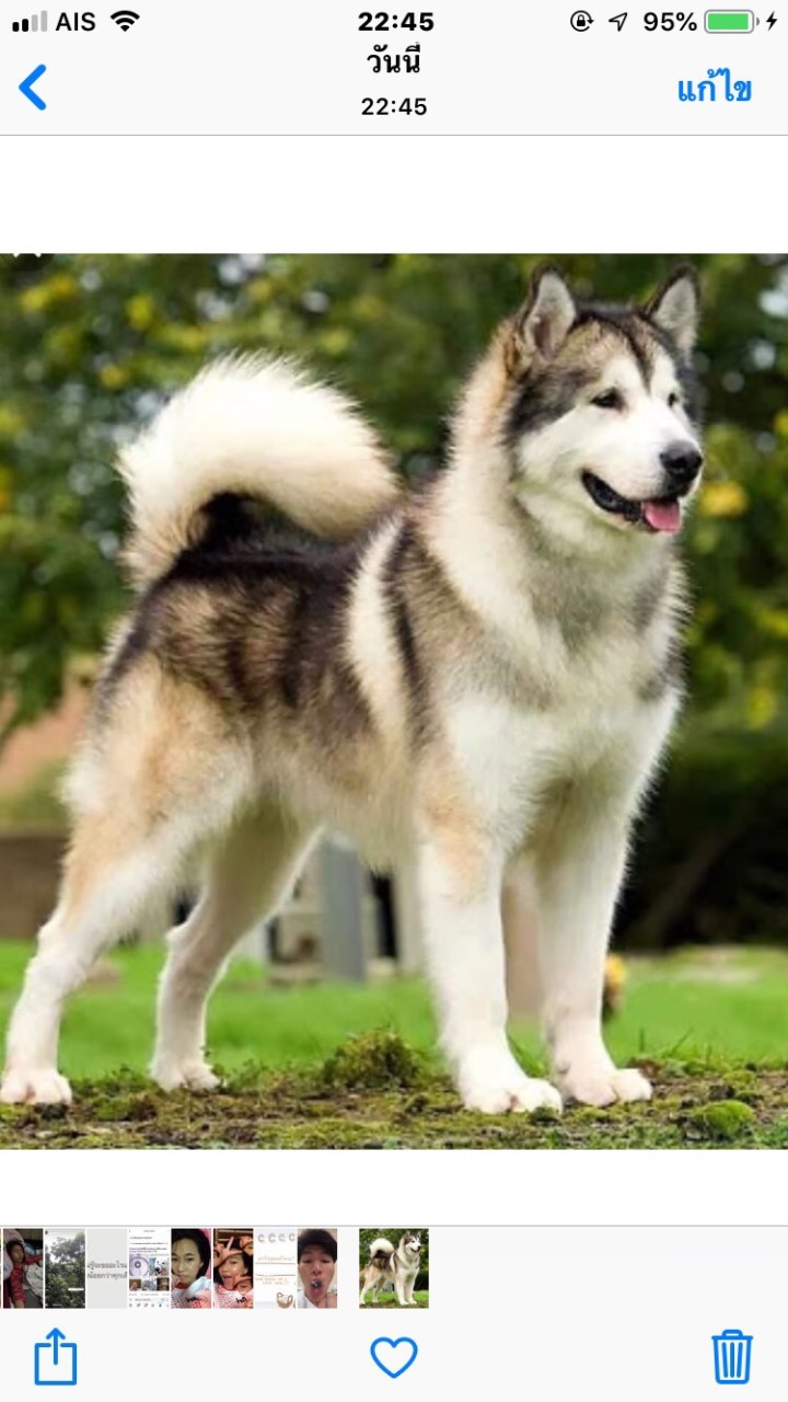 Alaskan Malamute