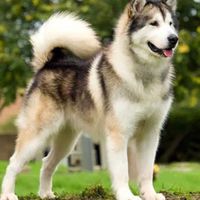 Alaskan Malamute