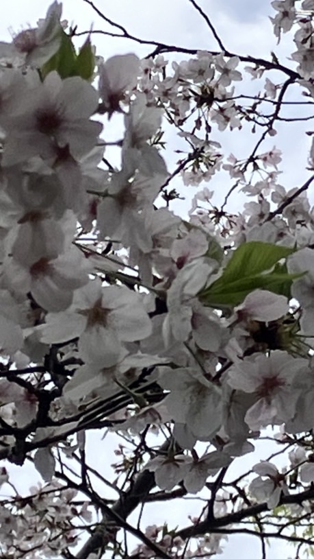 4/3神戸正博先生を囲んで皇居でお花見会🌸