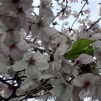 4/3神戸正博先生を囲んで皇居でお花見会🌸