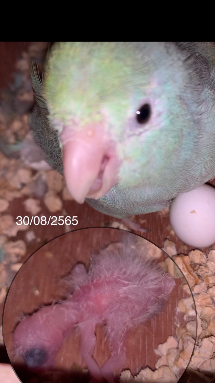 ซื้อขายนกแก้วทุกชนิด