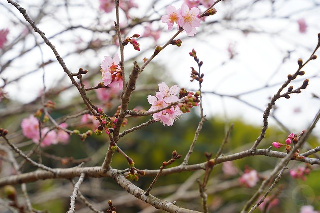 北天直轄院櫻花林
