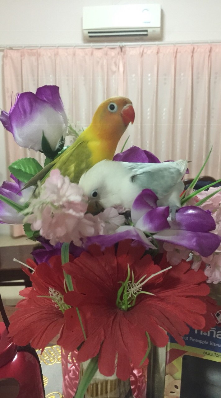 นกเลิฟเบิร์ด&Love Bird